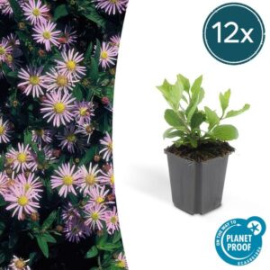 Aster ageratoides 'Asran' - ↕10-25cm - Ø9cm - 12x