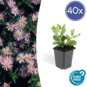 Aster ageratoides 'Asran' - ↕10-25cm - Ø9cm - 40x