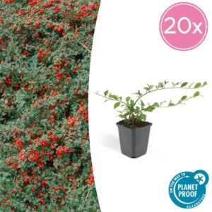 Cotoneaster dam. 'Major' - ↕25cm - Ø9cm - 20x