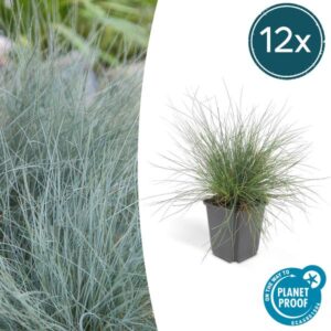 Festuca glauca 'Elijah Bleu' - ↕10-25cm - Ø9cm - 12x