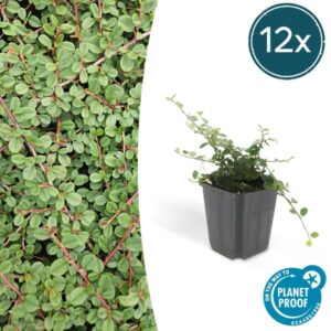 Cotoneaster pr. 'Queen of Carpets' - ↕10-25cm - Ø9cm - 12x