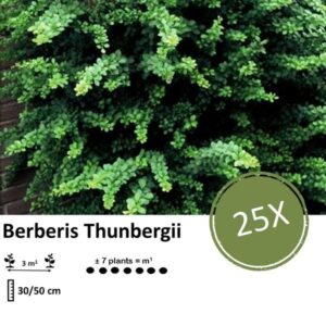 Berberis thunbergii - ↕30-50cm - blote wortel - 25x