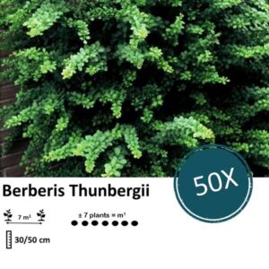Berberis thunbergii - ↕30-50cm - blote wortel - 50x
