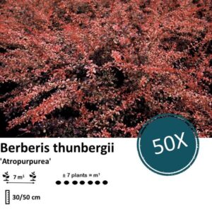 Berberis thunbergii 'Atropurpurea' - ↕30-50cm - blote wortel - 50x
