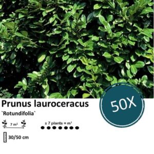Prunus lauroceracus `Rotundifolia`- ↕30-50cm - blote wortel - 50x