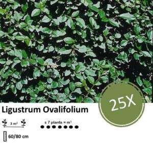 Ligustrum Ovalifolium - Blote wortel - 60/80 - 25x