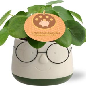 Pilea Peperomioides 12cm Engels Etiket in Pot Bril D13,5x9,5cm - Groen