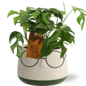 Monstera Minima - Ø12cm - ↕30cm Pot Bril D13,5x9,5cm - Groen