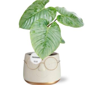 Philodendron Sodiroi in Pot Bril D16x11,5cm - Goud