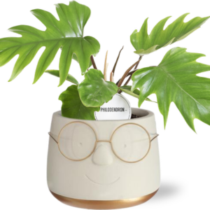 Philodendron Mayoi in Pot Bril D16x11,5cm - Goud