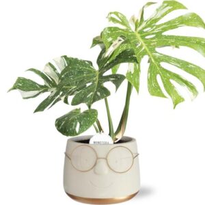 Monstera Thai Constellation in Pot Bril D16x11,5cm - Goud