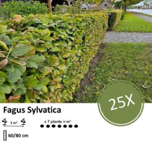 Fagus sylvatica - Blote wortel - 60/80 - 25x
