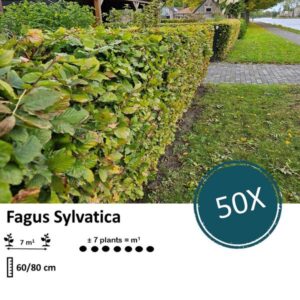 Fagus sylvatica - Blote wortel - 60/80 - 50x
