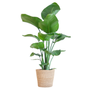 Strelitzia Nicolai met Zeegras mand naturel - 80cm - Ø21