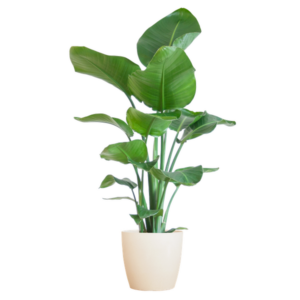 Strelitzia Nicolai met Potter pot wit - 80cm - Ø21