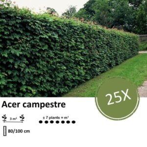 Acer campestre - Blote wortel - 80/100 - 25x