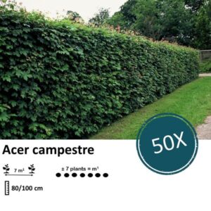 Acer campestre - Blote wortel - 80/100 - 50x
