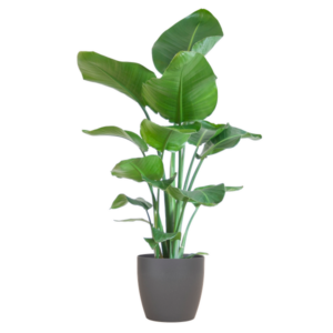 Strelitzia Nicolai met Potter pot grijs - 80cm - Ø21