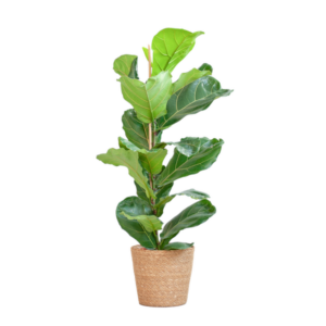 Ficus Lyrata met Mand Zeegras naturel - 80cm - Ø21
