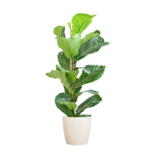 Ficus Lyrata met Potter pot wit - 80cm - Ø21