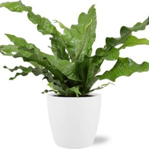 Microsorum Diversifolium - Ø17cm - ↕45cm + Pot Brussels D18x17cm - Wit