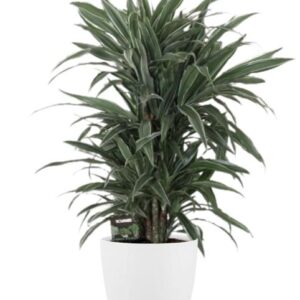 Dracaena Frag. Warneckei - Ø24cm - ↕100cm + Pot Brussels D25x23cm - Wit