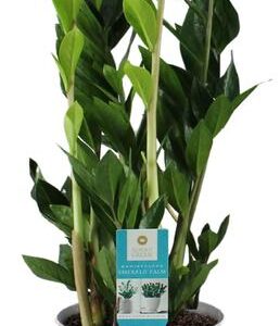 Zamioculcas Zamiifolia - Ø17cm - ↕65cm + Pot D18x17cm - Zink