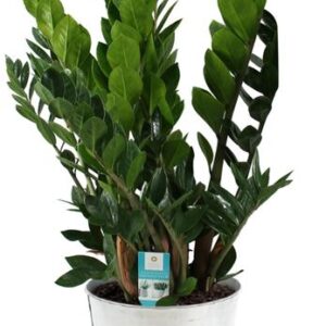Zamioculcas Zamiifolia - Ø21cm - ↕80cm + Pot D22,5x21cm - Zink