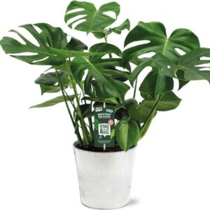 Monstera Deliciosa - Ø21 - ↕65cm + Pot D22,5x21cm - Zink