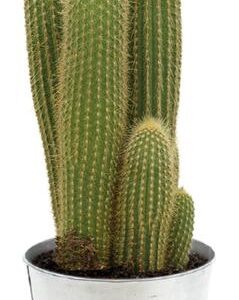Vatricania Guentheri - Ø21cm - ↕55cm + Pot D22,5x21cm - Zink