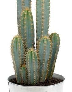 Pilosocereus Azureus - Ø21cm - ↕55cm + Pot D22,5x21cm - Zink