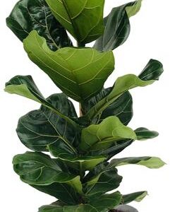 Ficus Lyrata - Ø21cm - ↕100cm + Pot D22,5x21cm - Zink