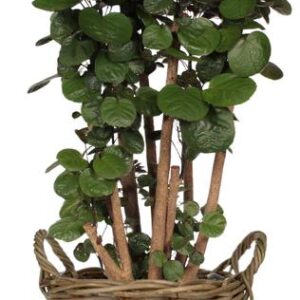 Polyscias Fabian - Ø24cm - ↕90cm + Pot+Handvat D25x19cm - Naturel