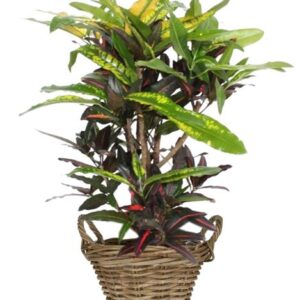 Codiaeum Mango - Ø27cm - ↕110cm + Pot+Handvat D30x23cm - Naturel