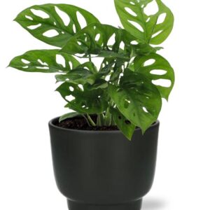 Monstera Monkey Leaf - Ø12cm - ↕30cm + Potenza Pot D13x11cm - Zwart