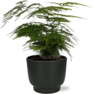 Asparagus Setaceus - Ø12cm - ↕35cm + Potenza Pot D13x11cm - Zwart