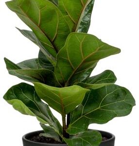 Ficus Lyrata - Ø12cm - ↕30cm + Potenza Pot D13x11cm - Zwart