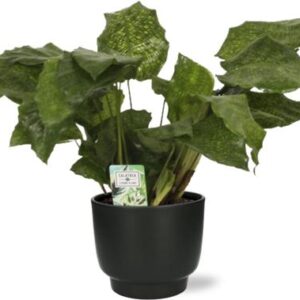 Calathea Network - Ø14cm - ↕30cm + Potenza Pot D15x13cm - Zwart