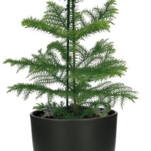 Araucaria Heterophylla - Ø14cm - ↕40cm + Potenza Pot D15x13cm - Zwart