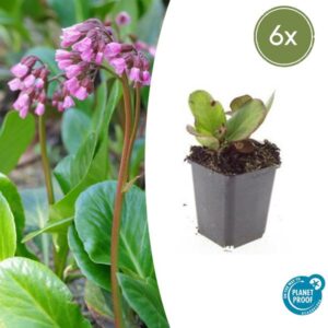 Bergenia cordifolia 'Herbstblüte' - ↕10-25cm - Ø9cm - 6x