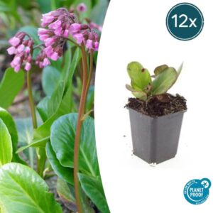 Bergenia cordifolia 'Herbstblüte' - ↕10-25cm - Ø9cm - 12x