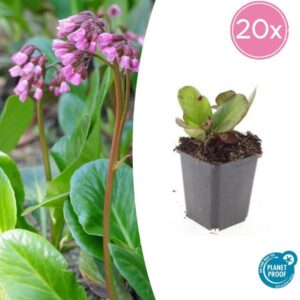 Bergenia cordifolia 'Herbstblüte' - ↕10-25cm - Ø9cm - 20x