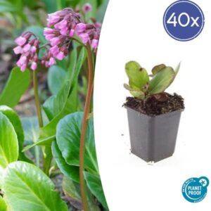 Bergenia cordifolia 'Herbstblüte' - ↕10-25cm - Ø9cm - 40x
