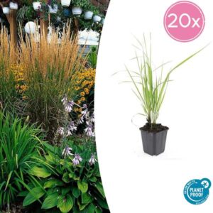 Calamagrostis acut. 'Karl Foerster' - ↕10-25cm - Ø9cm - 20x