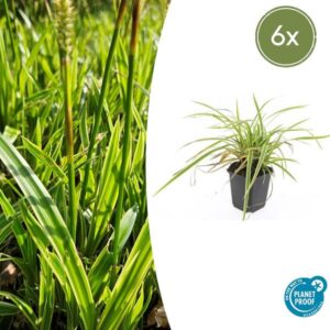Carex morrowii 'Aureovariegata' - ↕10-25cm - Ø9cm - 6x