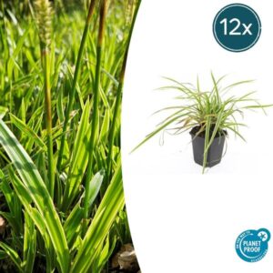 Carex morrowii 'Aureovariegata' - ↕10-25cm - Ø9cm - 12x