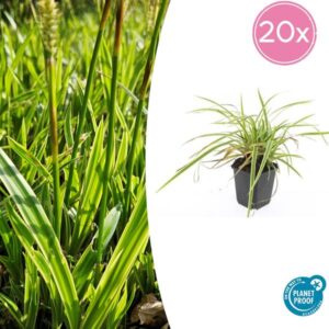 Carex morrowii 'Aureovariegata' - ↕10-25cm - Ø9cm - 20x