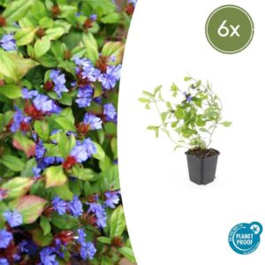 Ceratostigma plumbaginoides - ↕10-25cm - Ø9cm - 6x