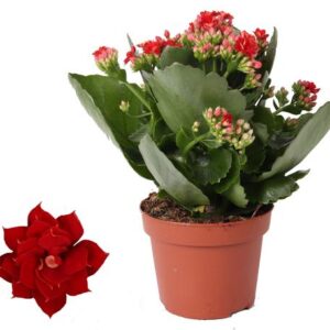 Kalanchoe Rosalina Don Justino Rood - Ø12cm - ↕27cm
