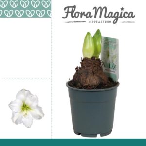 Hippeastrum Arctic White 2 Knop - Ø12cm - ↕25cm